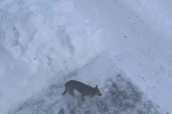 Найдена собака, Искитим, фото: Собака найдена: серо рыжий 9А, Искитим