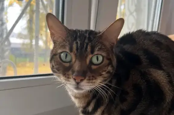 Пропала кошка, Гончарова 10, Н. Новгород