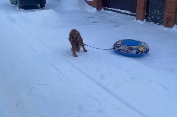 Пропала собака на ул. Красавин...