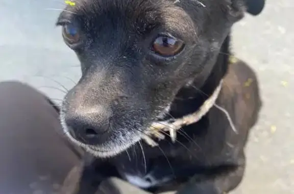 Пропала собака, ул. Дзержинско...