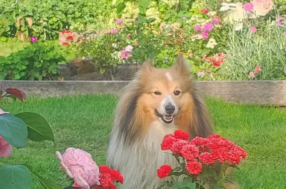 Пропала рыжая шелти, Кооперати...