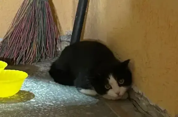 Найдена кошка, Новосибирск, фото: Кошка найдена на Челюскинцев, 6, Новосибирск