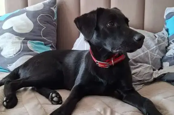 Пропала собака, Черкасская ул....