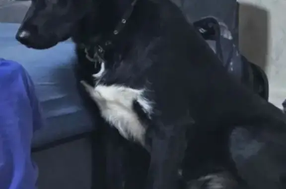 Пропала собака, Тихвин, Ленобл...