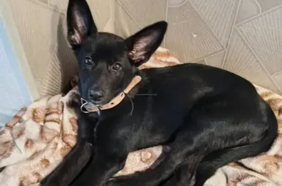 Найдена собака, Хабаровск, фото: Собака найдена на Вологодской 38, Хабаровск