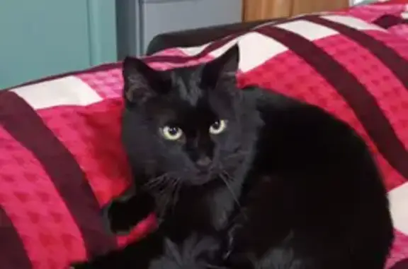 Пропала кошка, Полевая ул., Загорянский