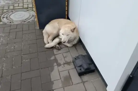 Найдена собака, Волгоград, фото: Собака найдена на Рокоссовского, 4Б