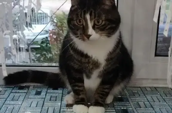 Кошки потеряшки, Комсомольск-на-Амуре, фото: Потеряшка кошка, Комсомольск-на-Амуре