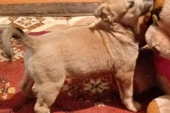 Найдена собака, Барнаул, фото: Щенок найден: ул. Г. Исакова, 116А, Барнаул