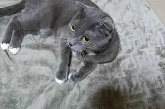 Кошка найдена: Центр. пл., Нов...