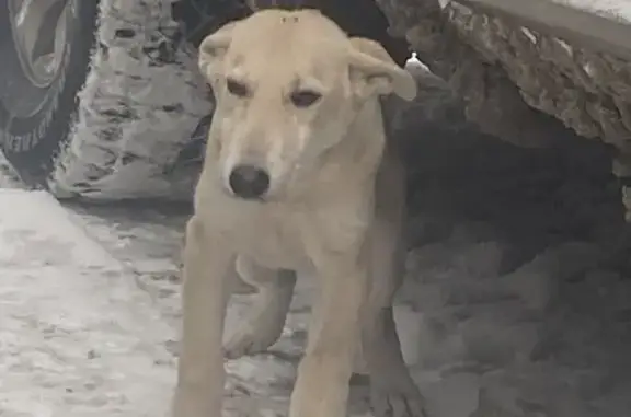 Объявления о пропавших и найденных животных, Уфа, фото: Щенок найден: пр. Октября, 107/6, Уфа