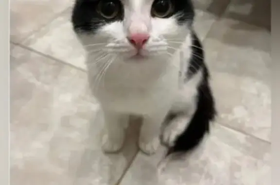 Пропала кошка, Речная ул., 13, Кирово-Чепецк