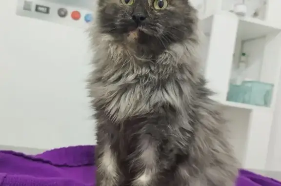 Кошка найдена: ул. Крайняя, Во...