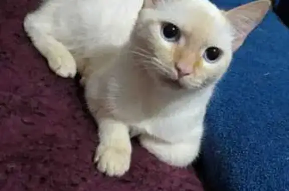 Пропала кошка, Революционная 14, Иваново