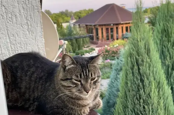 Пропала кошка, ул. Чапаева, Алексеевка