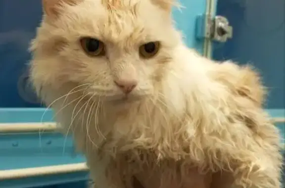 Кошка найдена: Коровинское шос...