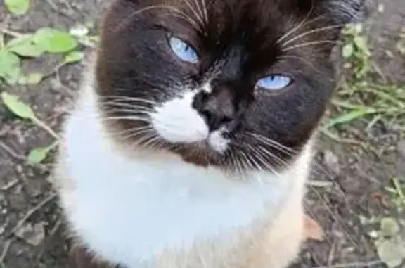 Пропал кот Ларс, 2-я линия, Куйвозово