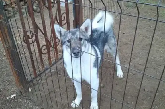 Пропала лайка, Уковское поселение