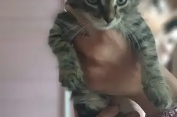 Потерянные животные Домодедово, фото: Пропала серая кошка, Дубовая 21, Домодедово