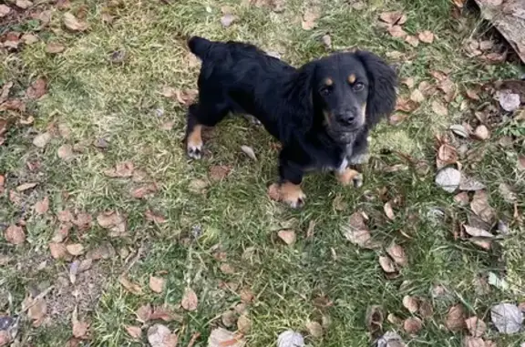 Пропала черная собака, ул. Мичурина, 54