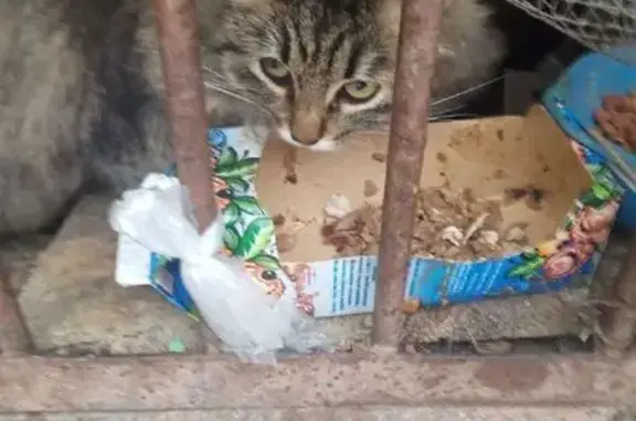 Кошка у подъезда, Бонч-Бруевич...