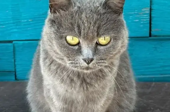 Потерянные животные Нижнеудинск, фото: Пропала серая кошка, ул. Куйбышева 63