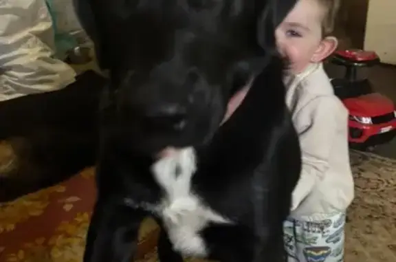 Собаки потеряшки, Минеральные Воды, фото: Потеряшка собака, Крайняя ул., Мин. Воды