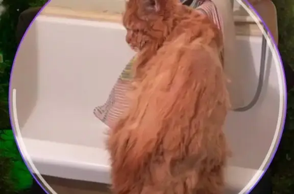 Пропал рыжий кот, ул. Донелайтеса, 12