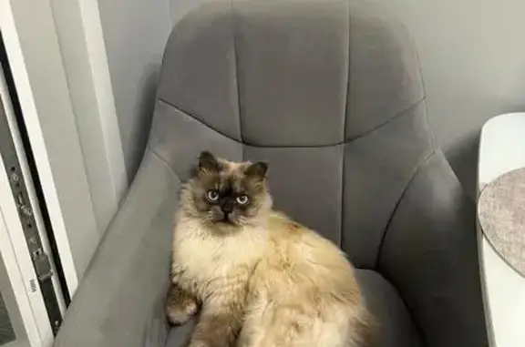 Кошки потеряшки, Апрелевка, фото: Потеряшка кот Лео, Фадеева 20, Апрелевка