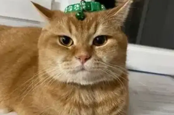 Пропала рыжая кошка, ул. Тунникова, 35