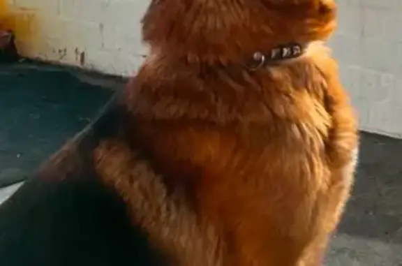 Пропала собака, Набережные Челны