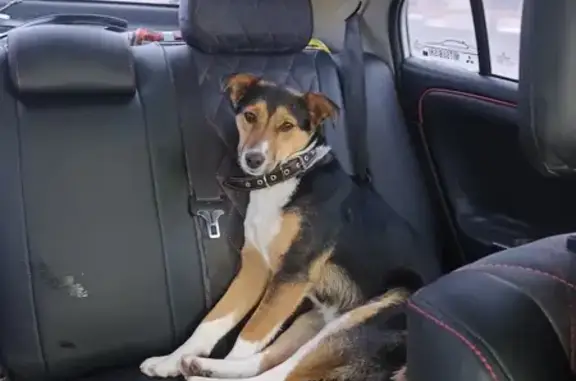 Пропала собака в Супонево, Брянская обл.