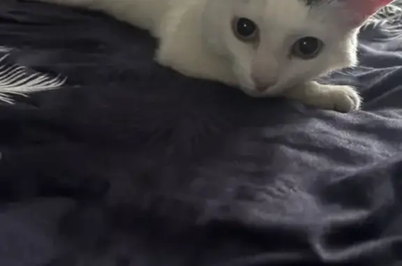 Кошка найдена, пр. Карла Маркс...