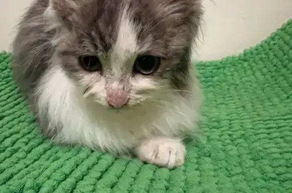 Котенок найден на ул. Родины,...