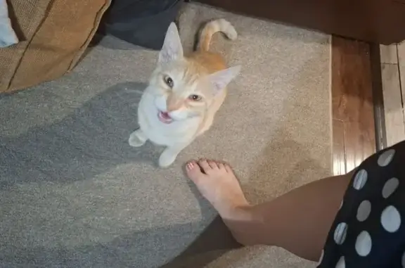 Пропала кошка, Новороссийское шоссе, 9