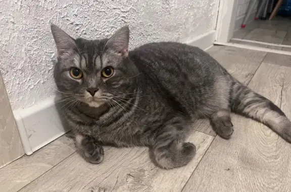 Крупный кот найден: Комсомольс...