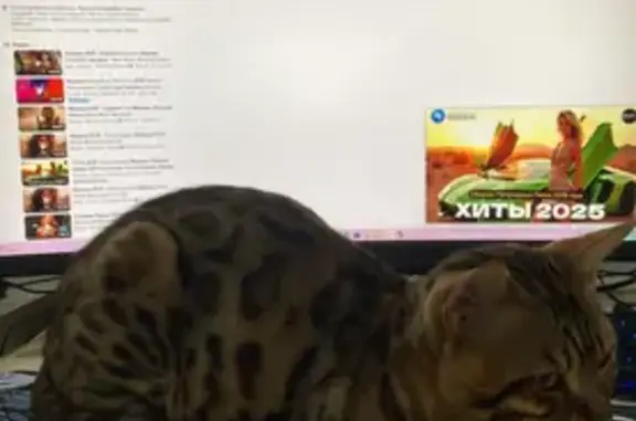 Пропала бенгальская кошка, Шко...