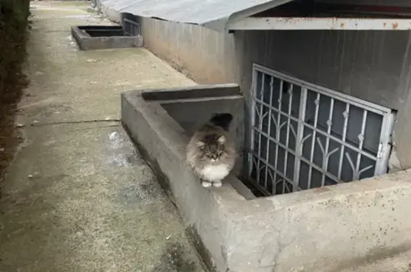Найдена кошка на Казахской ули...