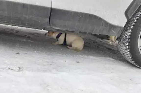 Объявления о пропавших и найденных животных, Нижний Тагил, фото: Собака найдена: ул. Либкнехта, 16, Н.Тагил