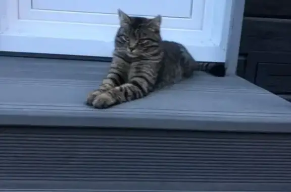 Пропала кошка, Куринская 14, Волгоград