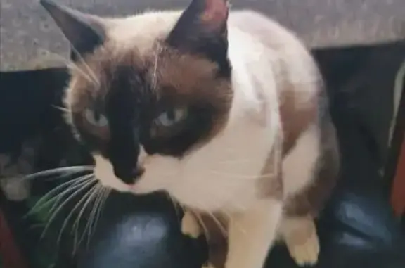 Потерянные животные Анапа, фото: Пропала кошка, Зелёная 43, Анапа