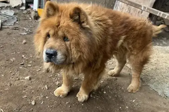 Найденные животные Ростов-на-Дону, фото: Чау-чау найден на ул. Черевичкина, 64А