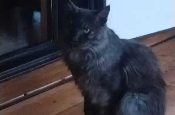 Пропал кот Мотвей, 1я Линия, 7...