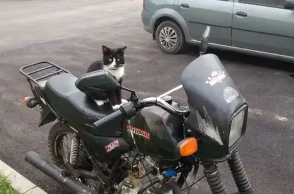 Пропала кошка, Ломоносова 3А,...