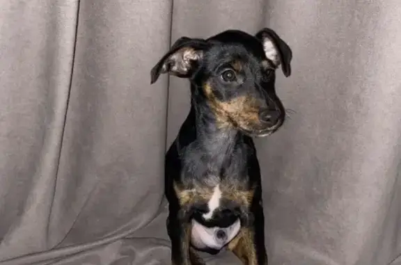 Найденные животные Ростов-на-Дону, фото: Найдена собака, ул. Ерёменко 60/6, Ростов