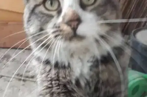 Пропала кошка, ул. Аксакова, Калининград