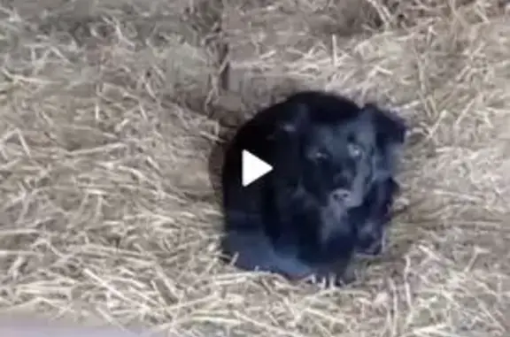 Пропала собака на ул. Парус, Теньки