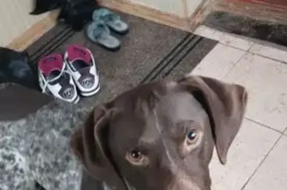 Объявления о пропавших и найденных животных, село Обуховка, фото: Коничневый курцхаар в Нижне-Чуфичево