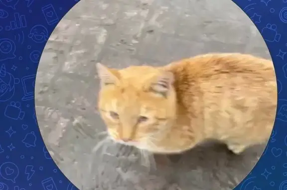 Кошка найдена, ул. Фрунзе, 2 к...