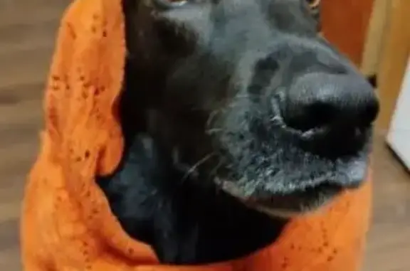 Пропала собака, Аннинское, 207